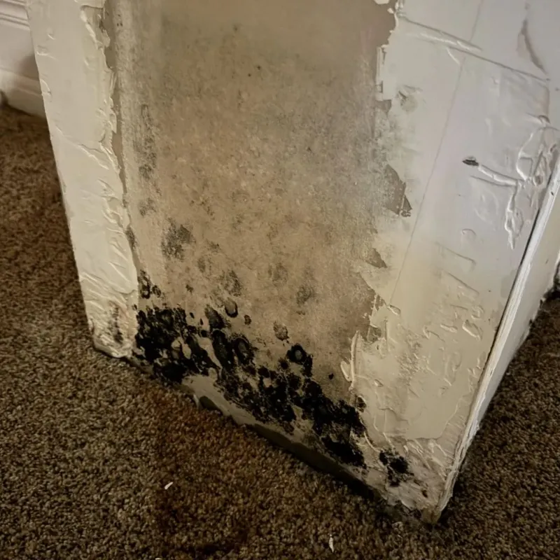 Professional Mold Removal in Norwood, MA
